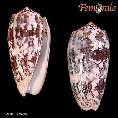 Image of cone snails