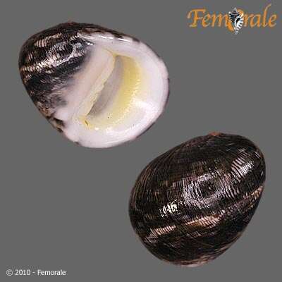 Image of polished nerite