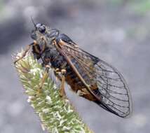 Image of New Forest cicada