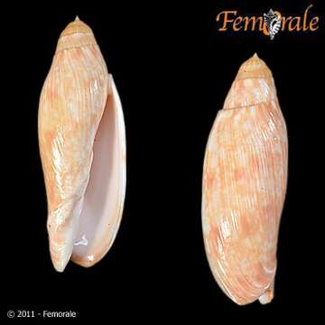 Image of Volutoconus Crosse 1871