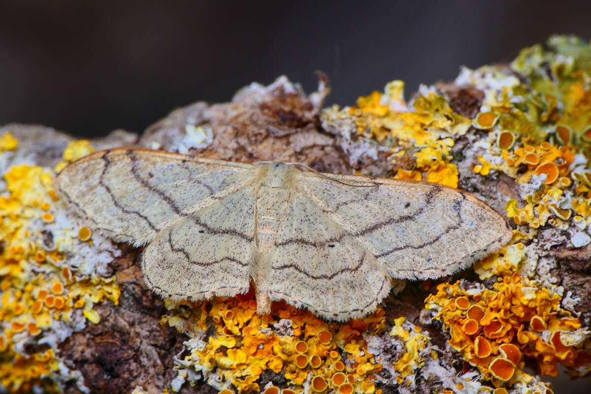 Image of riband wave