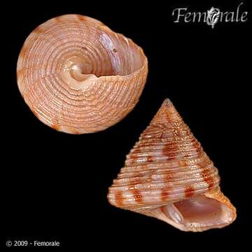 صورة <i>Calliostoma zizyphinum conuloides</i> Lamarck 1822