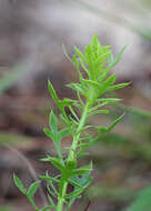 Imagem de Eryngium aromaticum Baldw.