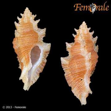 Image of <i>Favartia dondani</i>