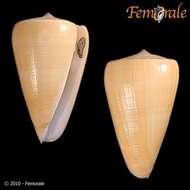 Image of cone snails