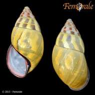 Image of <i>Amphidromus floresianus</i> Fulton 1897