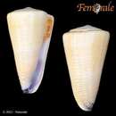 صورة Conus emaciatus Reeve 1849