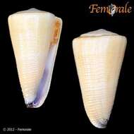 Image of cone snails