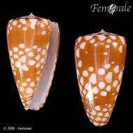 Image of Conus cordigera G. B. Sowerby II 1866