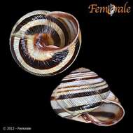 Image of Banded snails