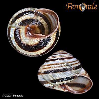 Image of Banded snails