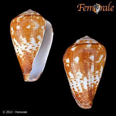 Image of cone snails