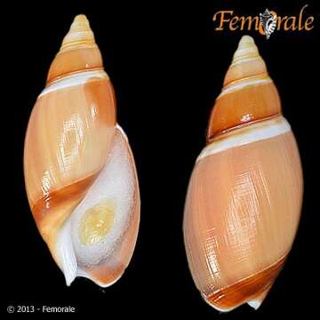 Image of Ancillariidae Swainson 1840