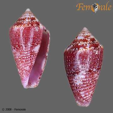 Image of Conasprella Thiele 1929