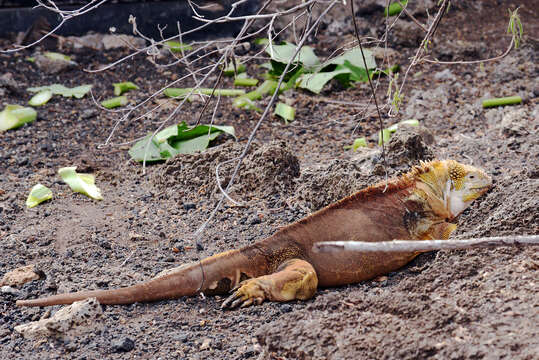 Image of Galapagos Land Iguana