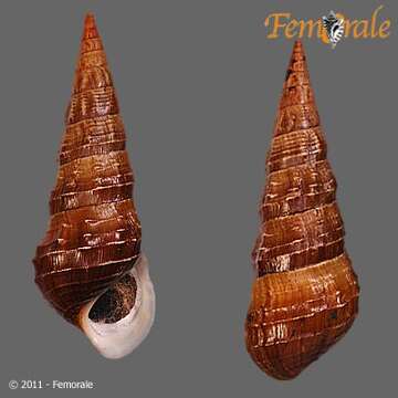 Image of Pachychilidae