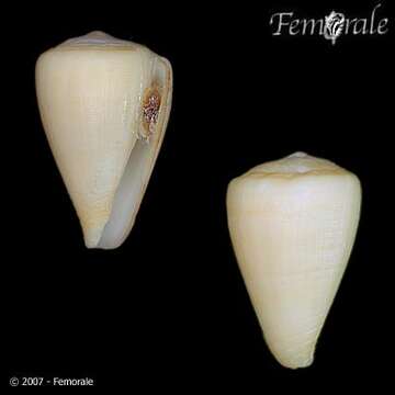 صورة Conus josephinae Rolán 1980