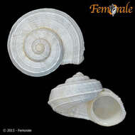 Image of Pomatiidae