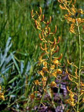 Image of Vochysia pumila Pohl