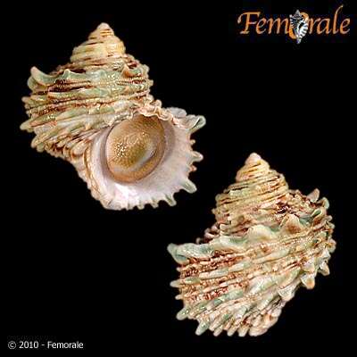 Image of turban snail