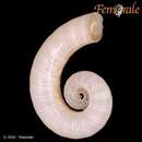 Spirula spirula (Linnaeus 1758) resmi