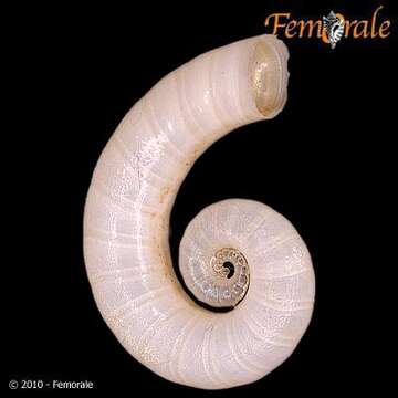 Image of ram's horn shell