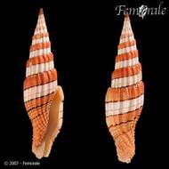 Image of Turbinelloidea Rafinesque 1815