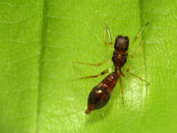 Image of Ant-mimicking Jumping Spider