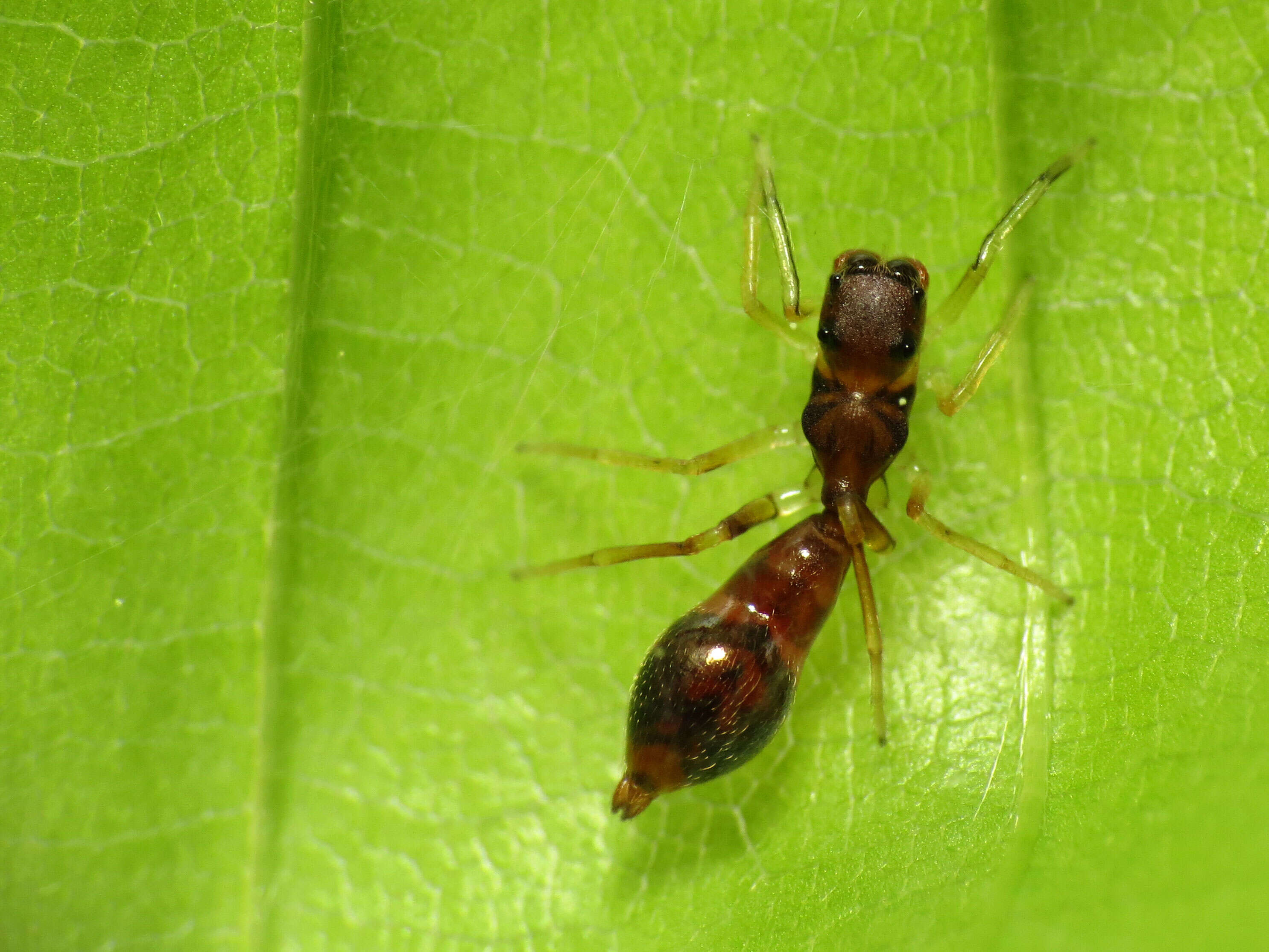 Image of Ant-mimicking Jumping Spider