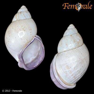 Image of Orthalicidae