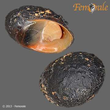 Imagem de Neritina Lamarck 1816