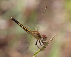 Image of Little Blue Dragonlet