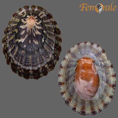 Image de unclassified Gastropoda