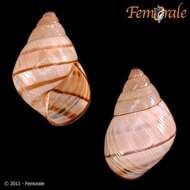 Image of Orthalicidae