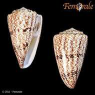 Image of cone snails