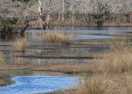 Image of Bald Cypress