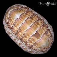 Imagem de Chiton Linnaeus 1758