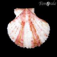 Image of Cryptopecten Dall, Bartsch & Rehder 1938