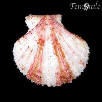 Image of Cryptopecten Dall, Bartsch & Rehder 1938