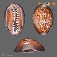 Image of dragon's head cowry