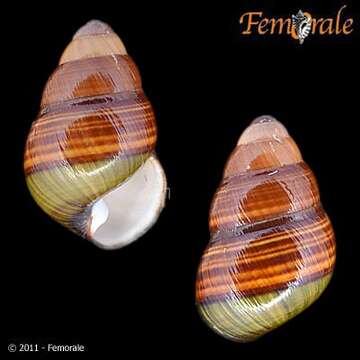 Image of Achatinella