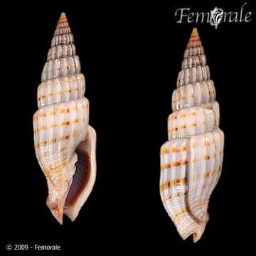 Vexillum intertaeniatum (G. B. Sowerby II 1874) resmi