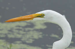 Image of Great Egret