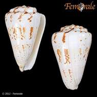 Image of cone snails