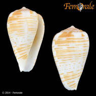 Image of cone snails