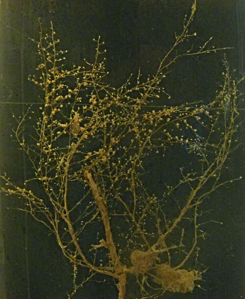 Image of Stick hydroid