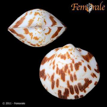 Слика од Glycymerididae Dall 1908