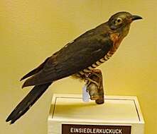 Image of Red-chested Cuckoo