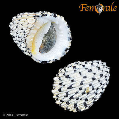 Image of textile nerite