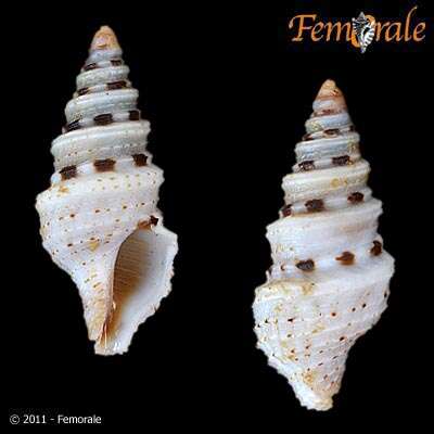 Image of Lophiotoma T. L. Casey 1904